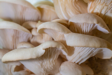 Closeup of wjite oyster mushrooms