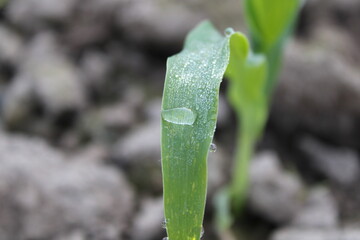 Cuckooberry leaf with a big drop of morning dew. Close up