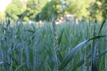 Spikes of grain standing together in a green field