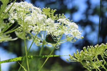 Flowering horseradish plant, color photography