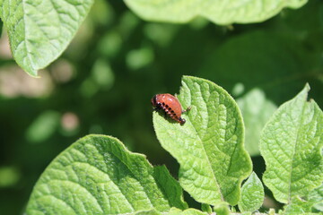 Variety of Colorado potato beetle on a potato leaf