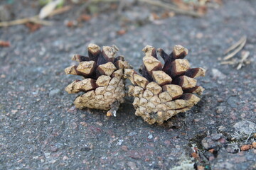 Two cones lying side by side on the pavement