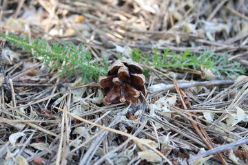 Pine cone in the forest close up