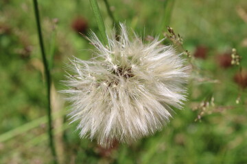 Broken dandelion in a clearing on a summer day