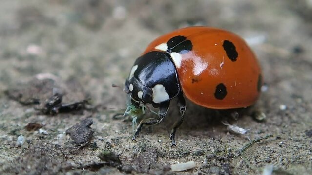 Lady bugs eating
