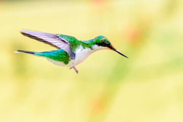 hummingbird in flight