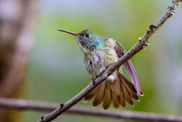 hummingbird on a branch