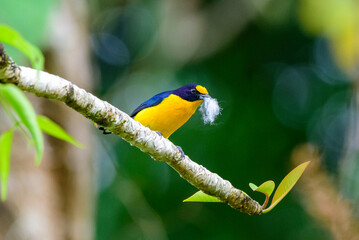 yellow billed toucan