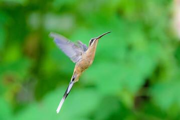 tailed hummingbird