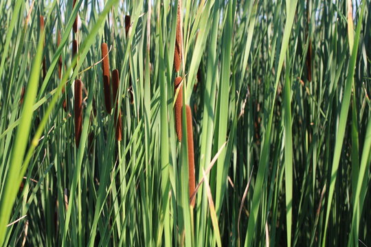 Bulrushes bilder – Bläddra bland 54,266 stockfoton, vektorer och videor ...