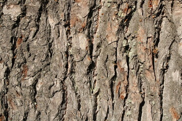 Pine tree bark texture in close-up