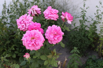 Pink peony flowers in garden. Cultivar from bomb flowered garden group
