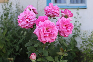 Close-up Of Pink Rose Blooming Outdoors
