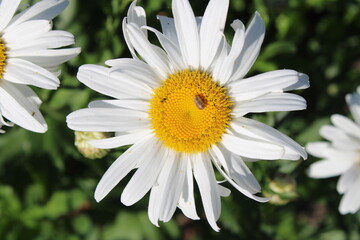 Obraz premium Garden chamomile flowering plant, top view 