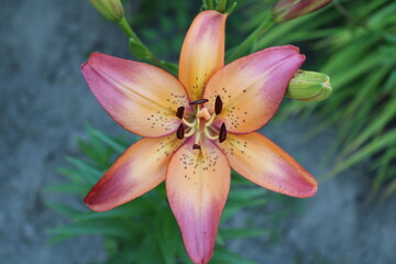 Large purple lily with orange streaks top view