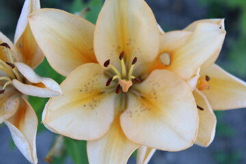 Large white lily flower with orange streaks