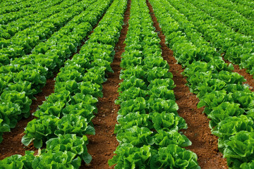 Fototapeta na wymiar Rows of organically grown fresh lettuce for the food industry. Agro-industrial complex of plantations for growing vegetable crops.