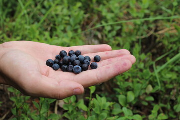 Fresh Blueberries in Man’s Hand