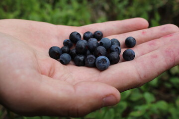 Fresh Blueberries in Man’s Hand close up