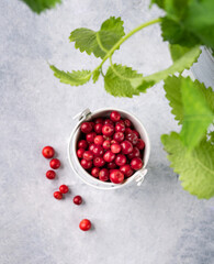 Juicy forest lingonberry in a bucket  on light textured background with mint leaf. Fresh red cowberry