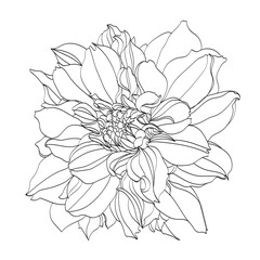 Black and white line illustration of chrysanthemum flowers on a white background. Flower chrysanthemum isolated on white - obrazy, fototapety, plakaty