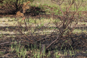 Remains of a burnt young pine tree after a fire. Close-up