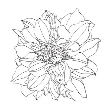 Black and white line illustration of chrysanthemum flowers on a white background. Flower chrysanthemum isolated on white