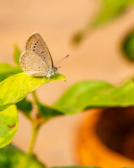 A Blue Butterfly sitting on a leaf