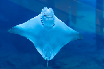 Smiling stingray at Dubai Aquarium