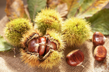 Ripe chestnuts close up. Sweet edible chestnuts. Husked chestnuts, chestnuts with skin. Organic food. Harvest