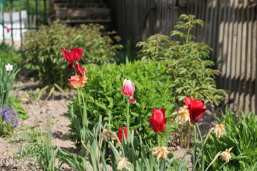 Pink and white tulips against the green grass on a board fence