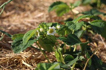 Strawberry flowers in early summer