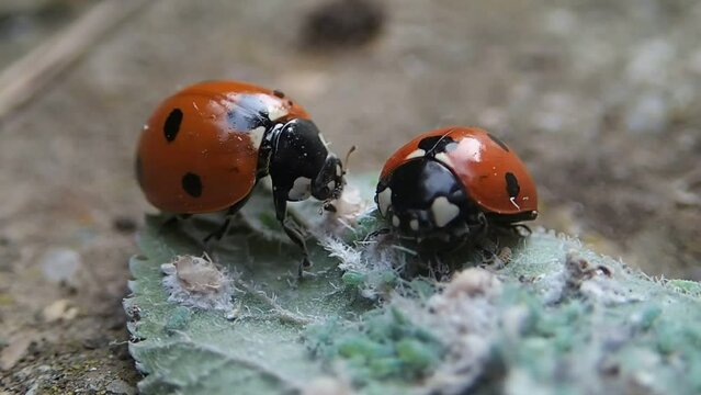 Lady bugs eating