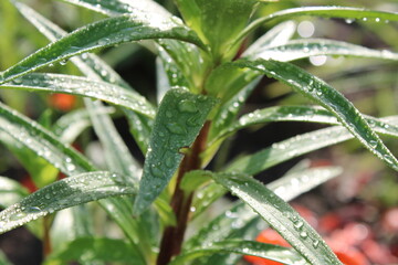 Close-up Of Water Drops On Plants
