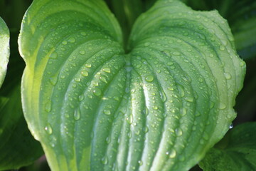 Obraz premium Dew on plants in the summer season