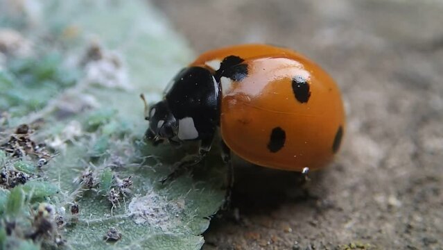 Lady bugs eating