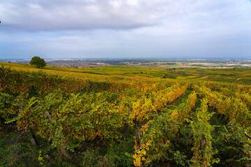 Fototapeta na wymiar Huge fields of grape vines
