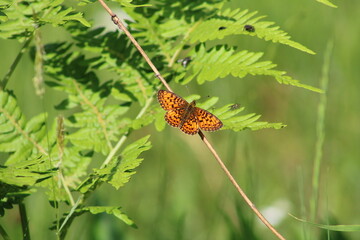 Brown butterfly on the background of a fern leaf and blurred vegetation