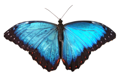 A bright blue butterfly isolated on a white background (png)