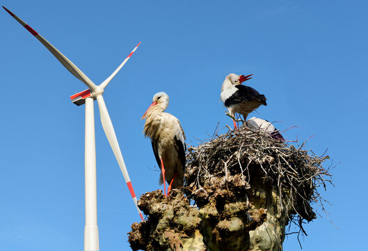 Symbolic image: Storks near wind turbines. Protection of the environment, wind turbines can kill birds
