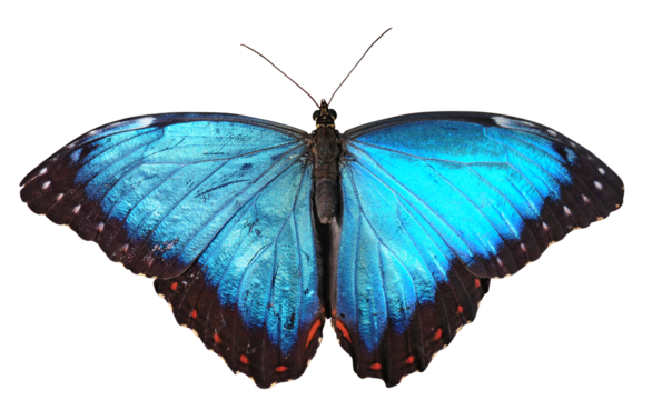 A bright blue butterfly isolated on a white background (png)