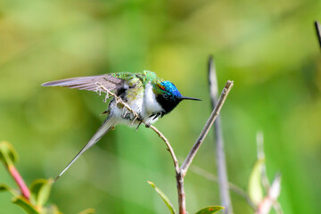 hummingbird