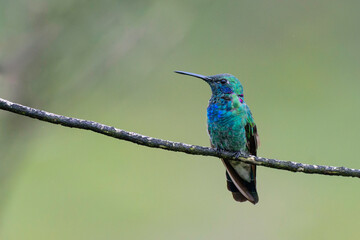 kingfisher on the branch