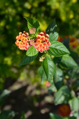 Shrub verbena flower