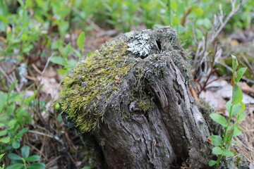 Ancient birch stump in a pine forest