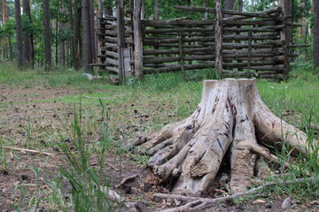 A salt box in a stump in the middle of the forest