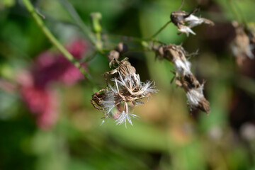 Tasselflower