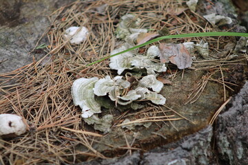 Strange mushrooms on an old pine stump covered with pine needles