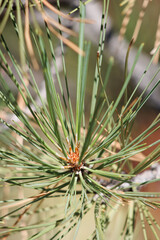 Obraz premium Tan nonresinous ovoid buds with notably white trichomatic scale fringes of Pinus Jeffreyi, Pinaceae, native monoecious evergreen tree in the San Bernardino Mountains, Transverse Ranges, Summer.