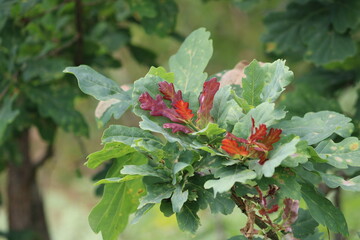 Green and red leaves of an oak branch close up